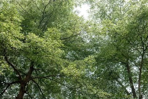 Interlaced tree canopy viewed from below in natural light Stock Photos