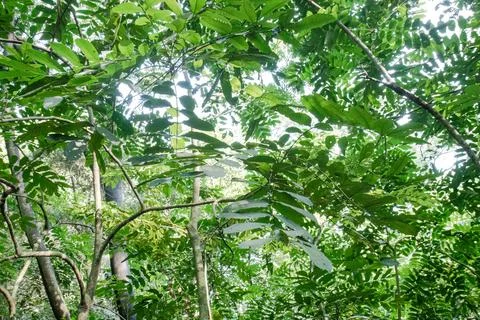 Interlaced Tropical Forest Branches and Leaves from Below Stock Photos