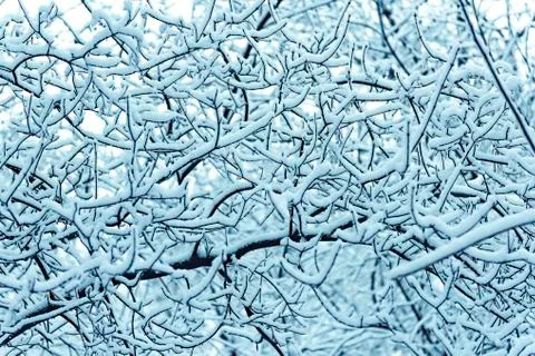 Interlacing branches covered with snow in the background Stock-Fotos