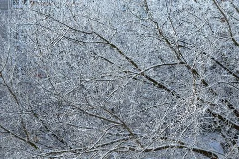 Interlacing or pattern of white snow-covered tree branches. Stock Photos