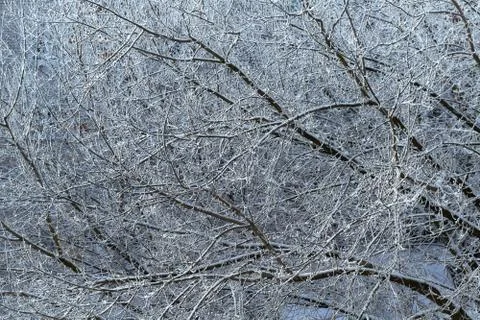 Interlacing or pattern of white snow-covered tree branches. Stock Photos