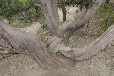 Interlacing trunks tree in the park Stock Photos