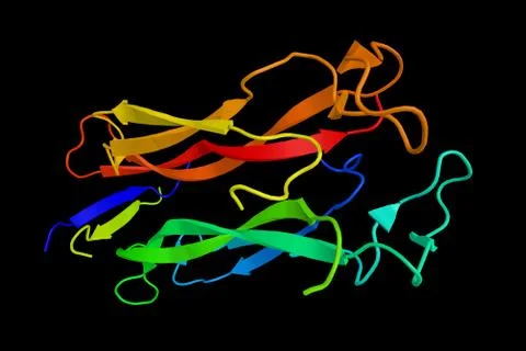 Interleukin 17 is a pro-inflammatory which has been demonstrated to act syn.. Illustrazione stock