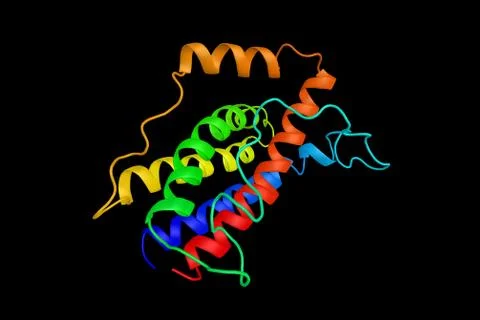 Interleukin 6 (3d model), secreted by T cells and macrophages to stimulate .. Stock Illustration