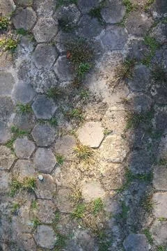 Interlocking Hexagonal Paving Stones with Grass Patches on a Sunny Day Stock Photos