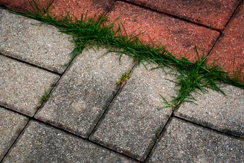 Interlocking paving rectangles overgrown with grass Stock Photos