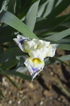 Intermediate Bearded Iris Bering Sea Stock Photos