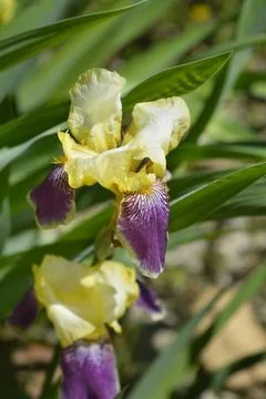 Intermediate Bearded Iris Loreley Stock Photos