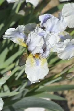 Intermediate Bearded Iris Palm Springs in a Sunny Garden. Stock Photos
