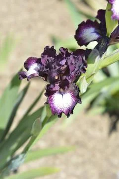 Intermediate Bearded Iris Spectator Stock Photos