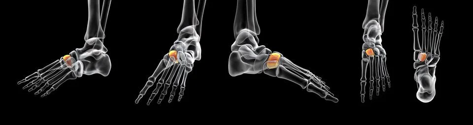 Intermediate cuneiform bone of the foot, 3D illustration Illustrazione stock