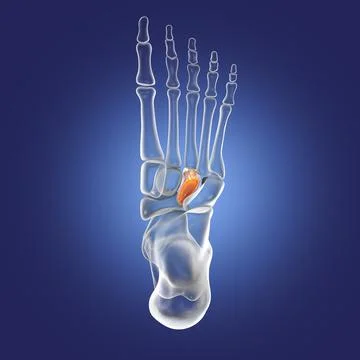 Intermediate cuneiform bone of the foot, 3D illustration Stock Illustration