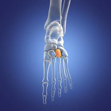 Intermediate cuneiform bone of the foot, 3D illustration Stock Illustration