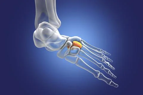 Intermediate cuneiform bone of the foot, 3D illustration Stock Illustration