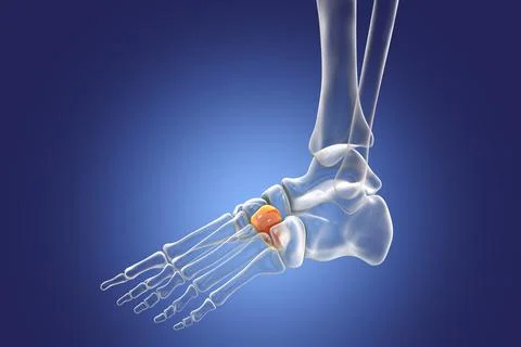 Intermediate cuneiform bone of the foot, 3D illustration Stock Illustration