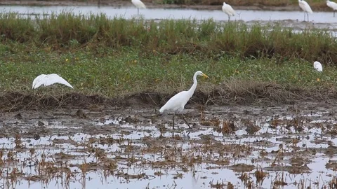 Intermediate Egret feed on harvested rice fields near Hoi An Видео 72894247