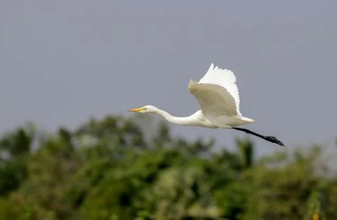 A intermediate egret in flight. Stock Photos
