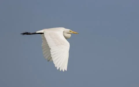 A intermediate egret in flight. Stock Photos