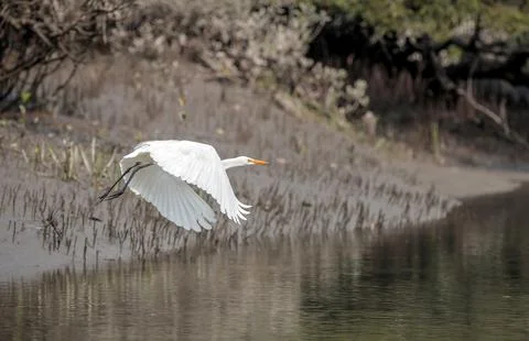 A intermediate egret in flight. Stock Photos