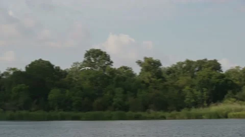 An Intermediate Egret flying  Stock-Footage 202766350