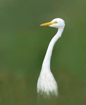Intermediate egret pose Stock Photos