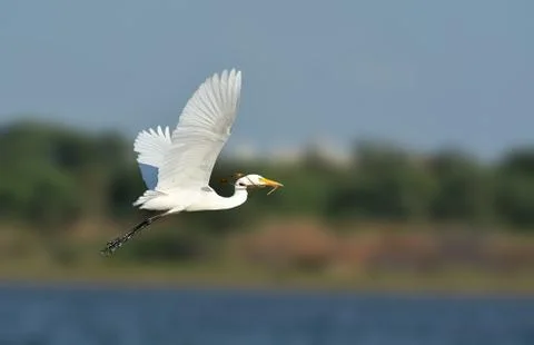 Intermediate egret pose Stock Photos
