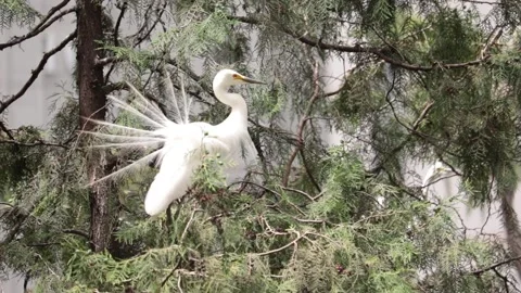 An intermediate egret sitting on the branch of a tree. Video stock 156744298