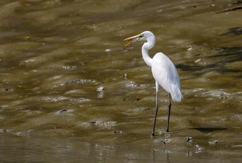 Intermediate egret with small fish held in its bill. Stock Photos