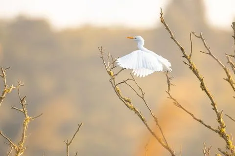 Intermediate Egret Spreading Wings in Flight Display Fotos de archivo