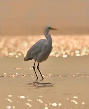 Intermediate Egret Sunset Foto stock