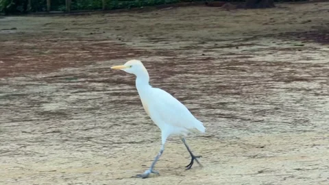 Intermediate egret walking on the ground Vidéo 332762700