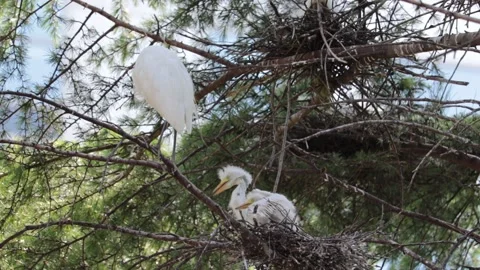 Intermediate egret, young birds and their mother in a nest. Video stock 156744161