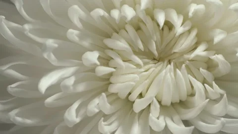 Intermediate incurve chrysanthemum. Internal structure of flower. Macro shot. Stock Footage 293925384