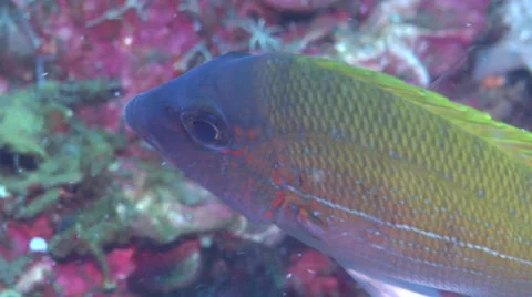 Intermediate Yellowfin emperor feeding, Lethrinus erythracanthus, HD, UP22257 Stock Footage 38294018