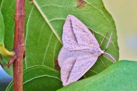 Intermicata Moth Foto stock