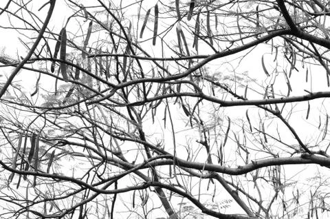 Intermingling Tree Branches (in monochrome) Stock Photos