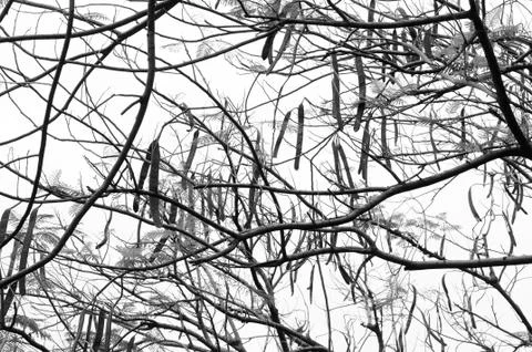 Intermingling Tree Branches (in monochrome) Stock Photos