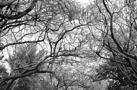 Intermingling Tree Branches (in monochrome) Stock Photos
