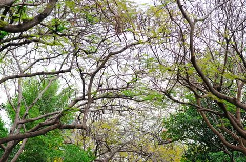 Intermingling Tree Branches Stock Photos