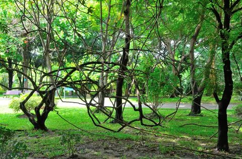 Intermingling Tree Branches Stock Photos