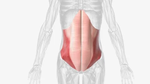 Internal abdominal oblique is a muscle found on the lateral side of the abdomen Stock Footage 270148814