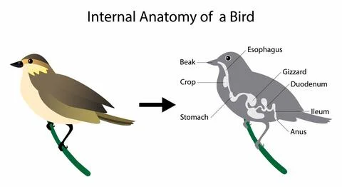 Internal Anatomy of bird, the physiological structure of birds Stock Illustration