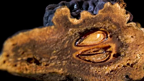 Internal anatomy of dehydrated Pyrus communis fruit: Botanical Cross Section Stock Footage 332857292