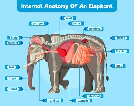 Internal Anatomy of an Elephant Stock Illustration