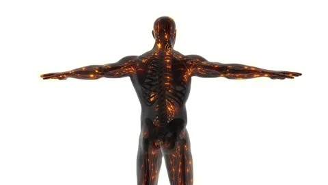 Internal Anatomy of the Human Lymphatic System Video stock 254807748