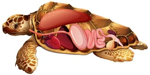 Internal anatomy of turtle with organs Illustrazione stock