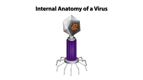 Internal Anatomy of a Virus Stock Footage 293053845