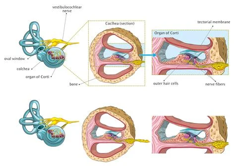 Internal ear Stock Illustration
