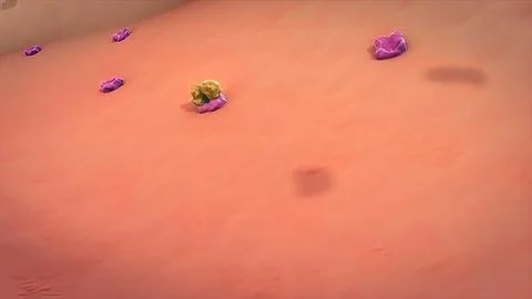 The internal functioning of the blood vasculature in the brain 스톡 일러스트