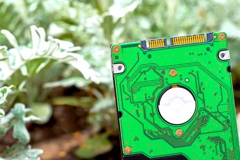 Internal hard drive for storing information in green plant Foto stock